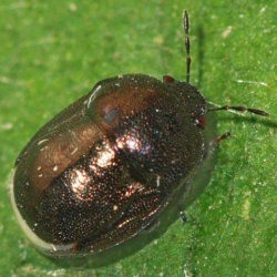 Thyreocoris scarabaeoides